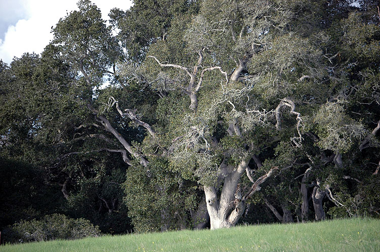 Elkhorn Slough Feb. 2010 109.jpg